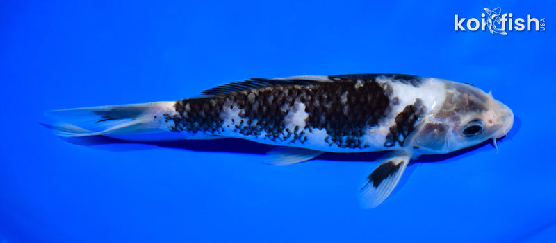 7.25" MATSUKAWABAKE