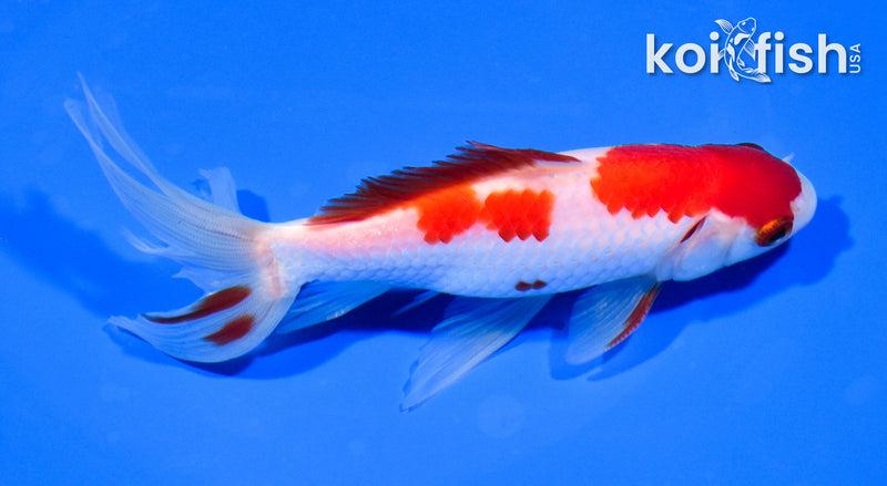 5.75" SARASA WAKIN GOLDFISH