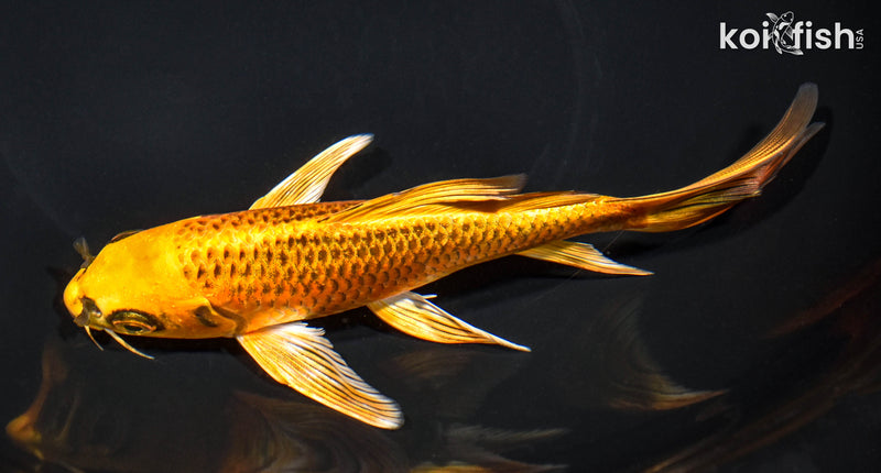 7.25" ORENJI MATSUBA BUTTERFLY