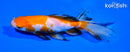 6.5" CALICO WATONAI GOLDFISH