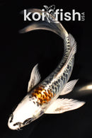 5.75" ARAGOKE KUJAKU BUTTERFLY