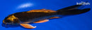 5.25" KIN ORENJI MATSUBA BUTTERFLY