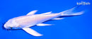 6" PLATINUM OGON BUTTERFLY