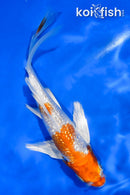 5" GINRIN HARIWAKE BUTTERFLY