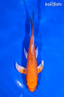 4.75" ORENJ OGON BUTTERFLY