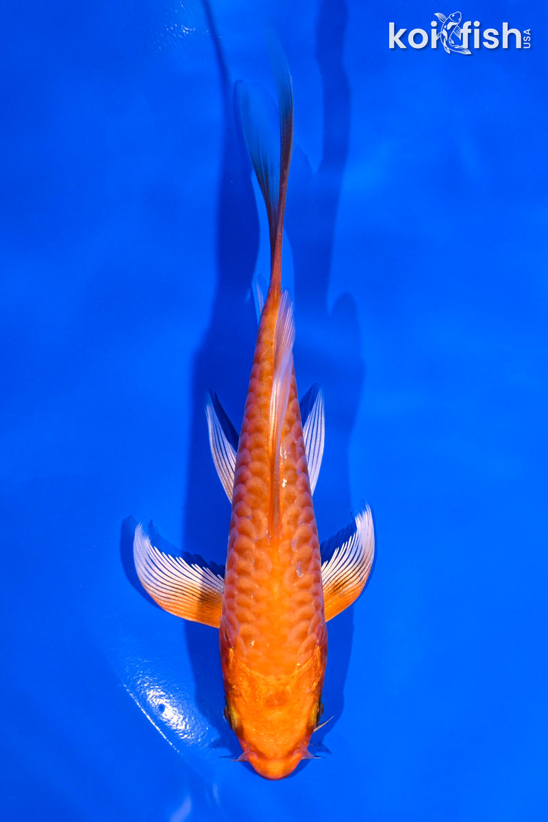 4.75" ORENJ OGON BUTTERFLY