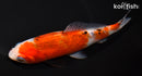 6.5" COMET GOLDFISH