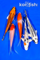 PACK OF (5) 4.5-5" STANDARD KOI
