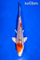 5.5" KUJAKU