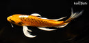 9.75" KUJAKU BUTTERFLY