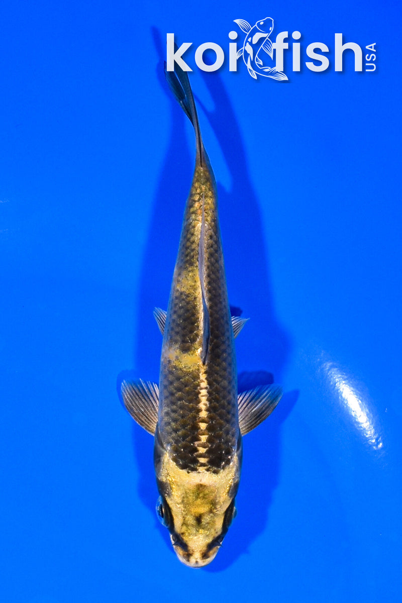 5.25" KIN KI UTSURI