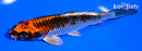 5.5" BENI GINGA