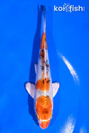 5" YAMATO NISHIKI