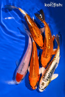 PACK OF (5) 5-6" IMPERFECT STANDARD KOI