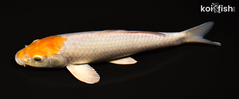 11.25" METALLIC OCHIBA SHIGURE