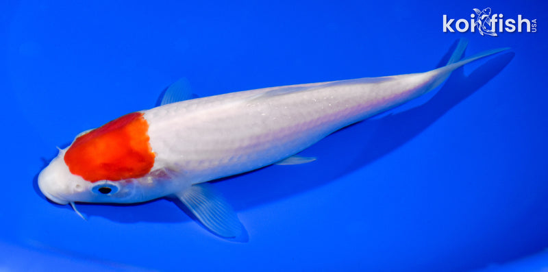 7.5" TANCHO KOHAKU