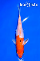 6.5" YAMATO NISHIKI