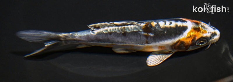 5.75" BENI KIKOKURYU