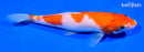 7.25" KOHAKU