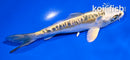 5.5" KIN KIKOKURYU