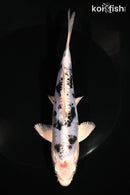 6.75" DOITSU GIN SHIRO BEKKO