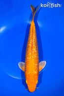 11" GINRIN ORENJI OGON