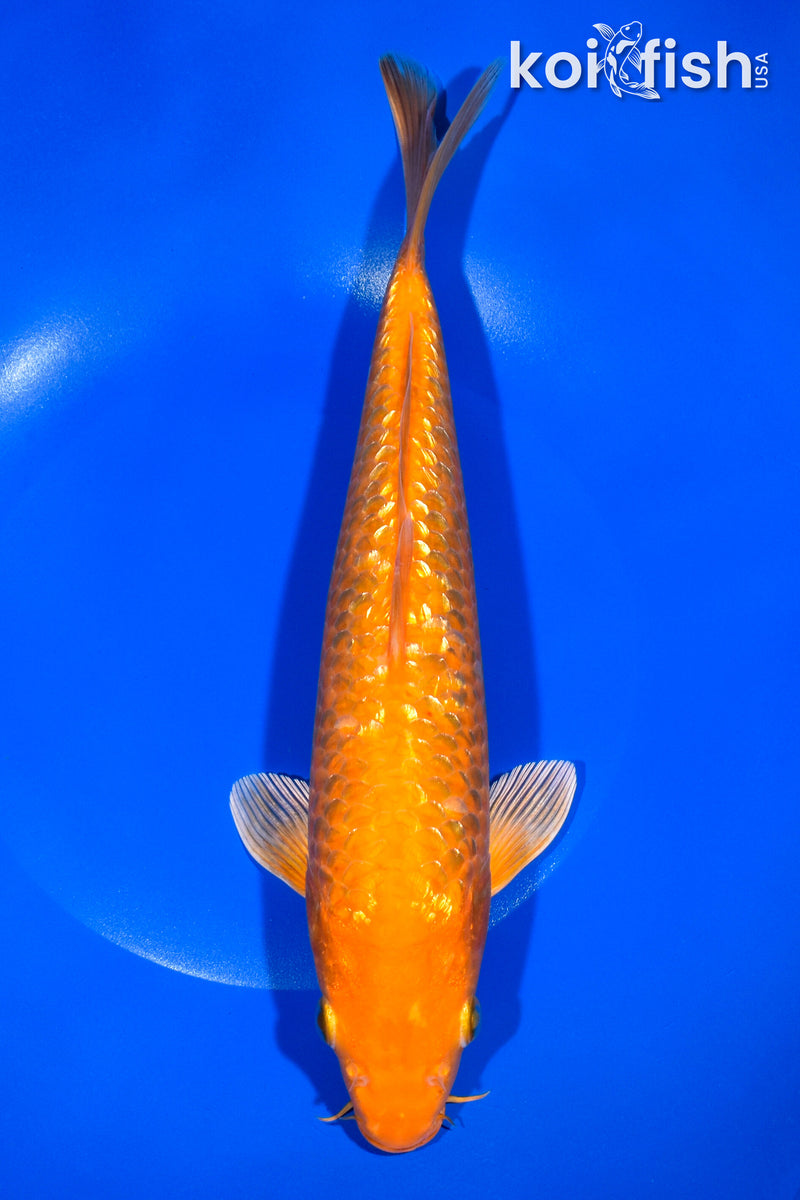 11" GINRIN ORENJI OGON