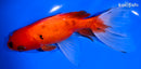7" WATONAI GOLDFISH