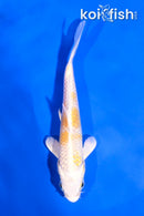 5" LEMON HARIWAKE