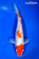 10.75" GINRIN KOHAKU