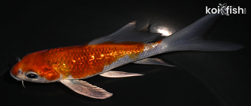 4.75" METALLIC OCHIBA SHIGURE BUTTERFLY