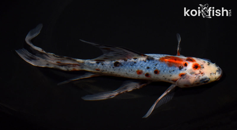 8.5" SHUBUNKIN GOLDFISH