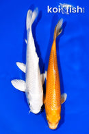 PACK OF (2) 6.5-6.75" STANDARD KOI