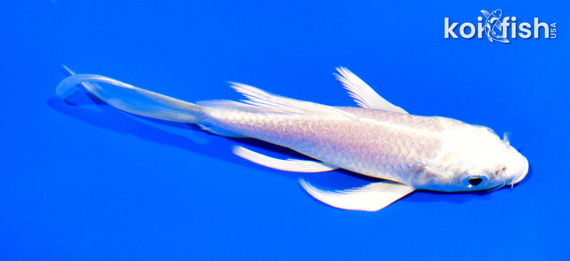 5" PLATINUM OGON BUTTERFLY