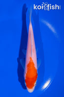 6" KOHAKU