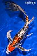 10.25" BENI KIKOKURYU BUTTERFLY