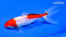 5.75" SARASA WATONAI GOLDFISH