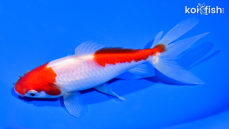 5.75" SARASA WATONAI GOLDFISH