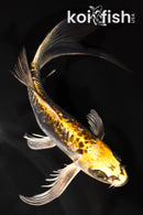 6.25" GINRIN ARAGOKE KIN KIKOKURYU BUTTERFLY