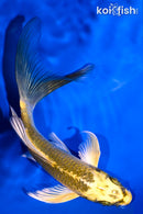 5" KI MATSUBA BUTTERFLY