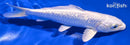6.5" GINRIN PLATINUM OGON