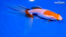 5.75" WATONAI GOLDFISH