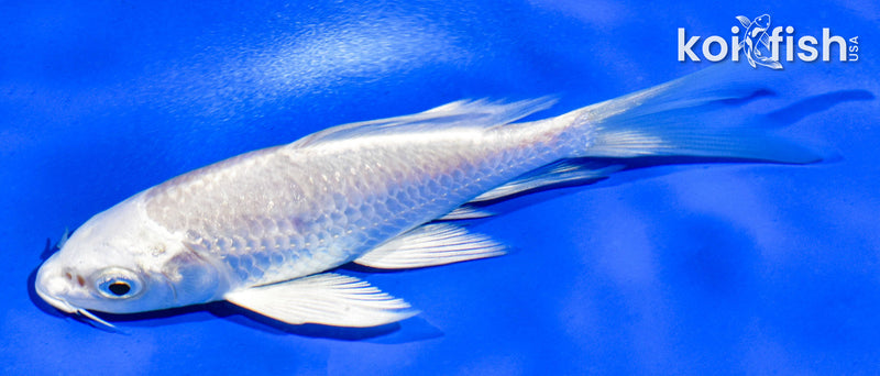 5" PLATINUM OGON BUTTERFLY