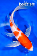 9" HARIWAKE BUTTERFLY KOI