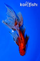 6.5" WATONAI GOLDFISH