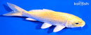5.25" YAMABUKI OGON