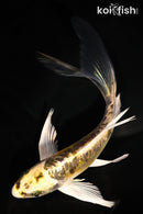 6" KIN KIKOKURYU BUTTERFLY