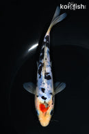 6.5" DOITSU TANCHO SANKE