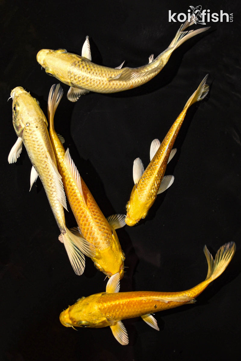 PACK OF (5) 5-6" STANDARD YAMABUKI OGON KOI