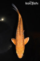 11" DOITSU OCHIBA SHIGURE